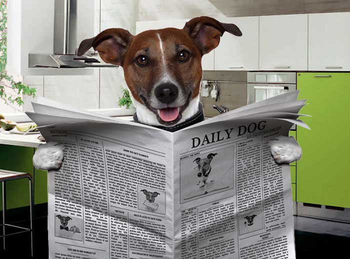 Daily Dog News