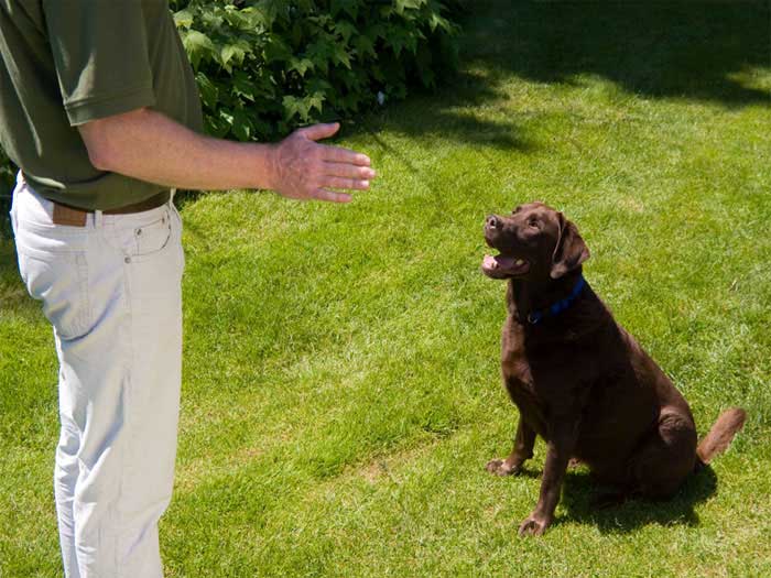 Free Dog Advice and Tips