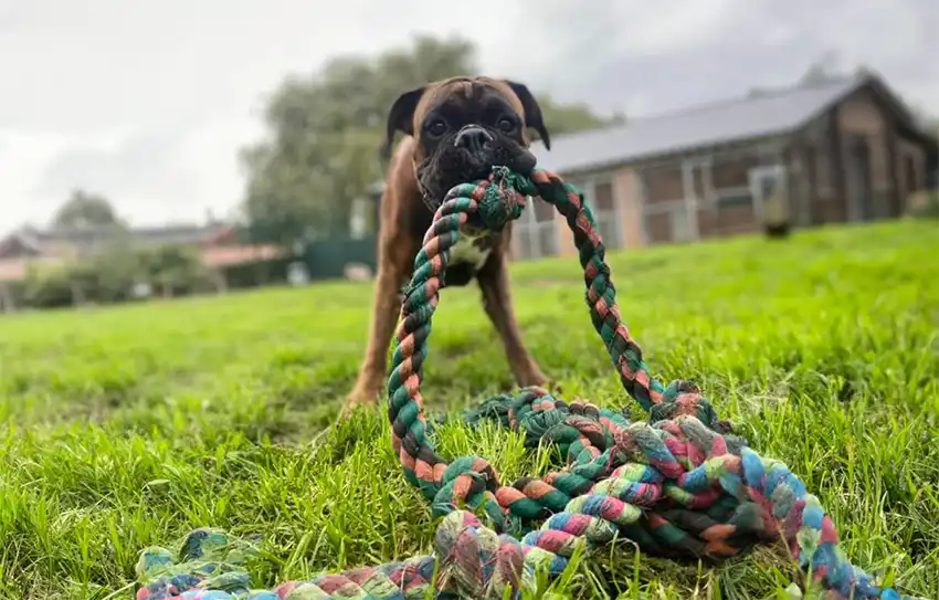 Stanley the Boxer Dog