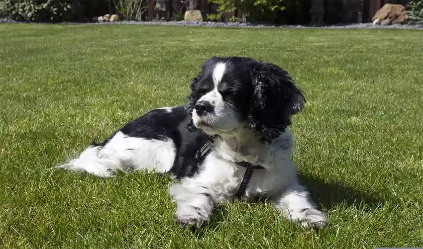 Cavalier King Charles Spaniel