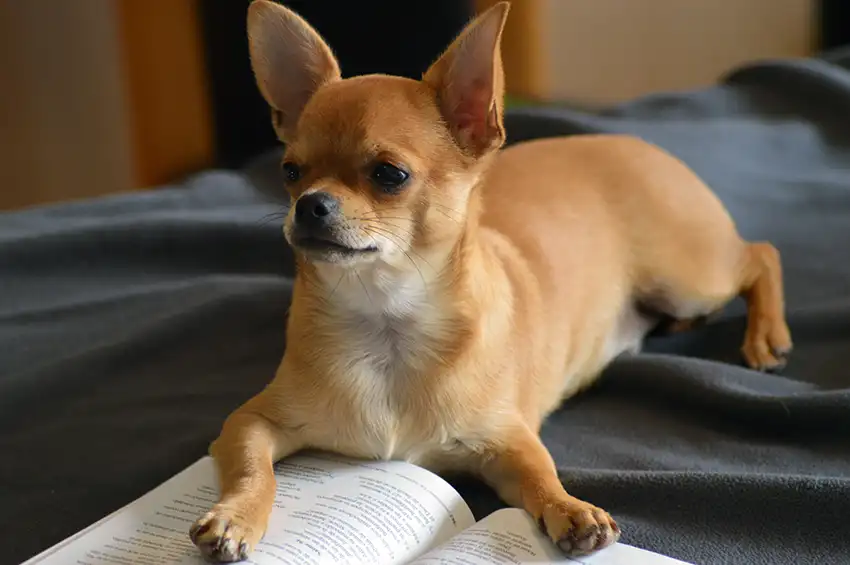 Chihuahua Education
