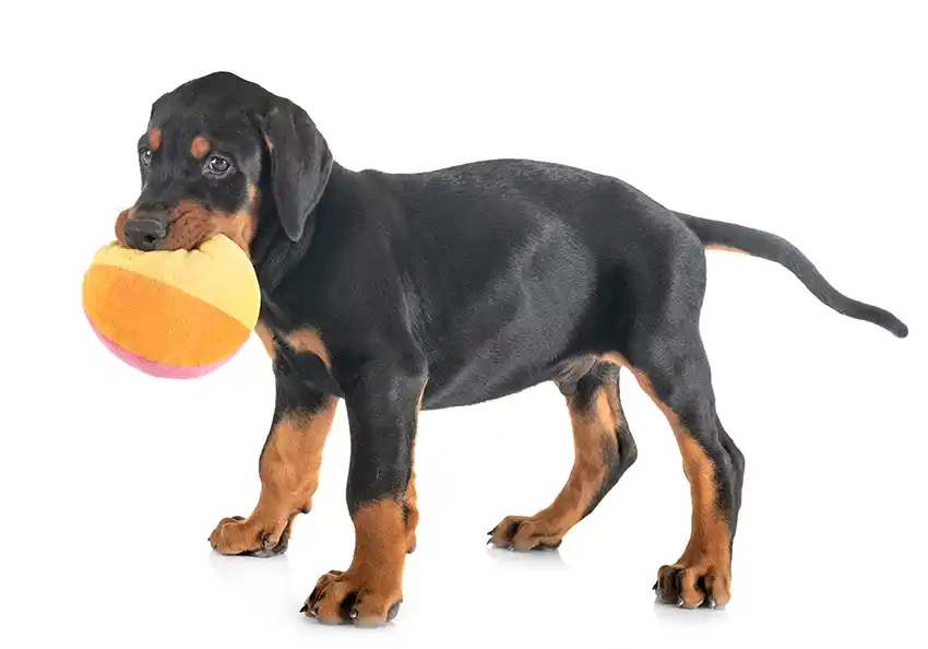 Doberman Puppy Playing