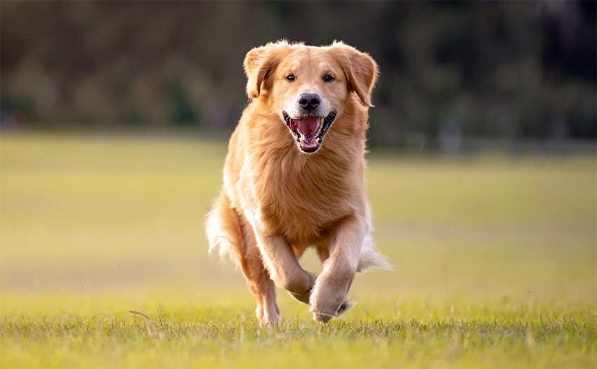 Golden Retriever Recall