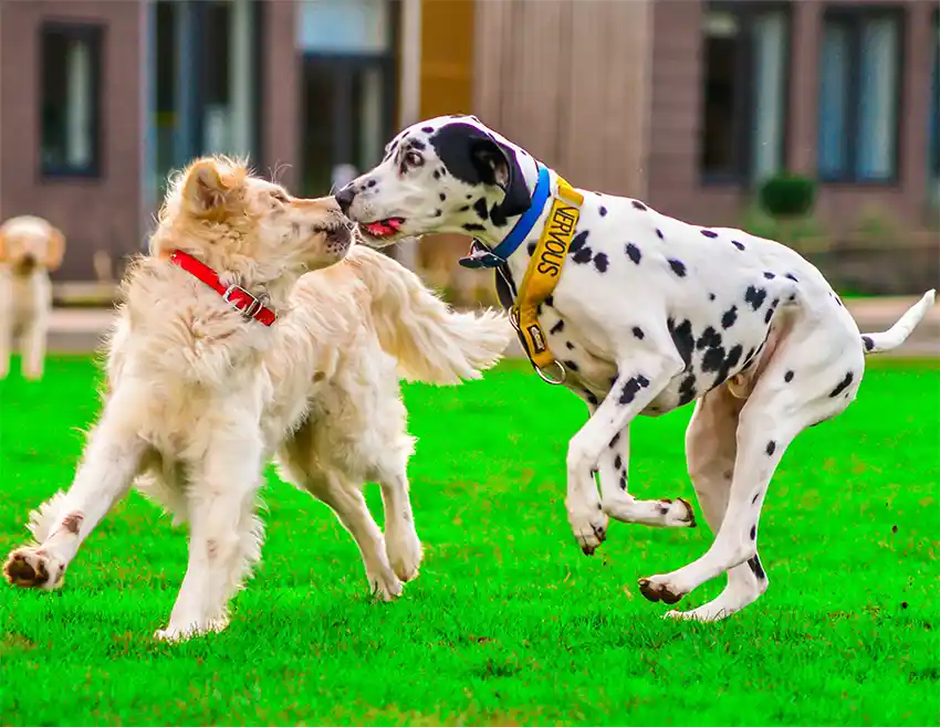 Golden Retriever Playing