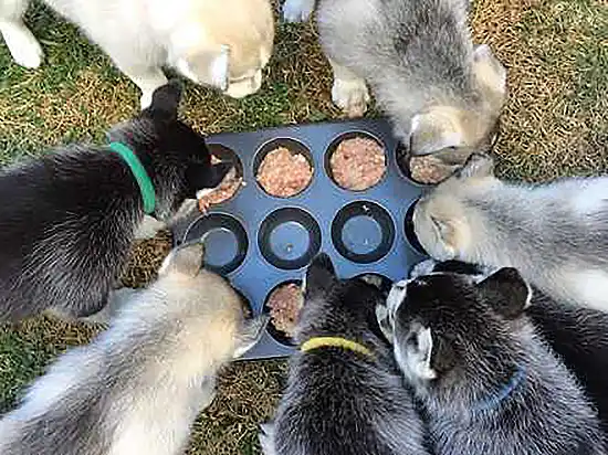 Puppies Feeding