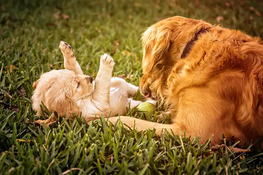 Puppy Golden Retriever