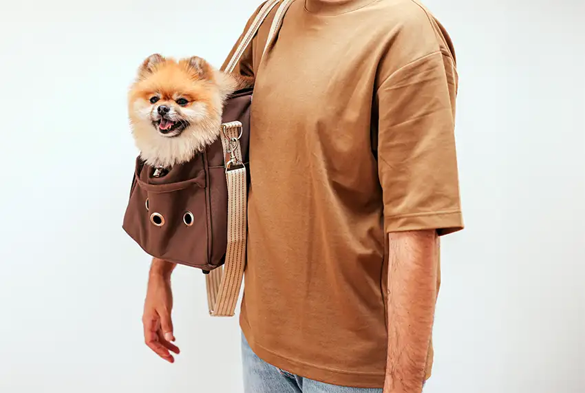 Pomeranian being carried