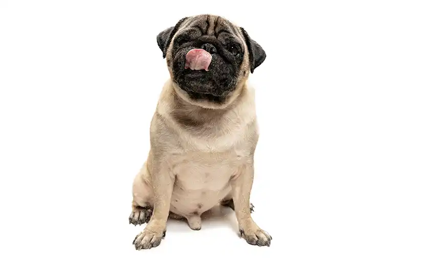 The Pug Dog