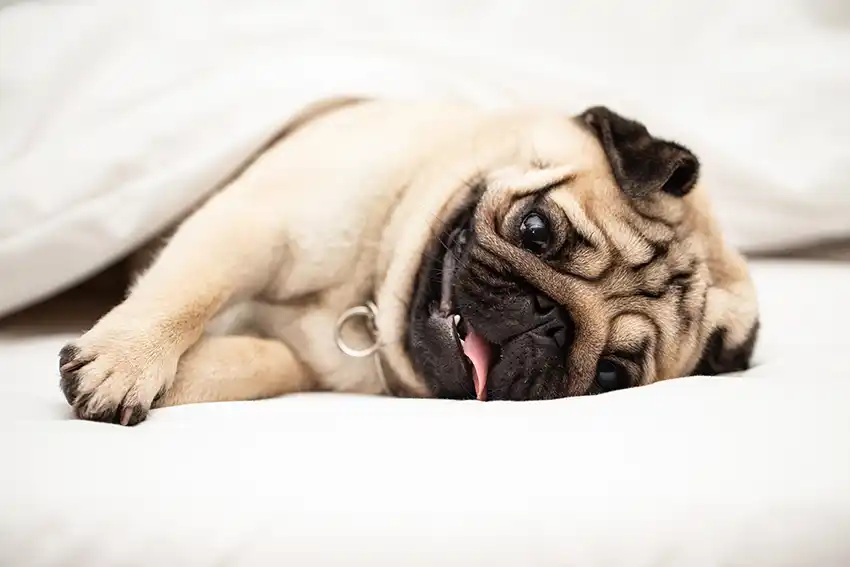 Sleepy Pug