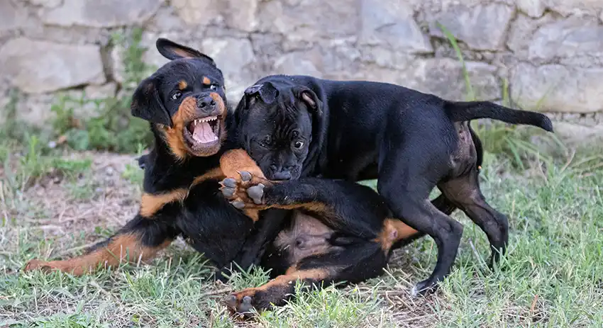 Rottweiler Dog Parks