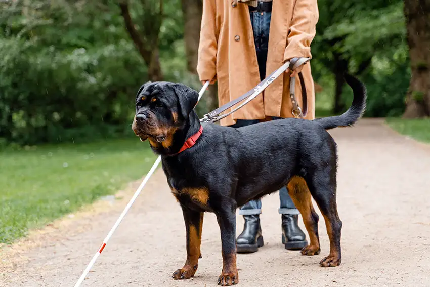 Rottweiler Guide Dog