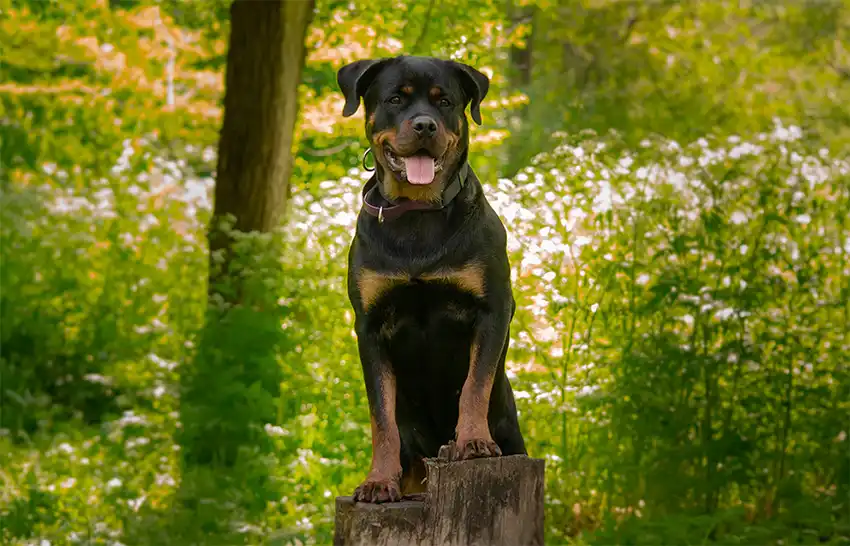Rottweiler Dog Origins