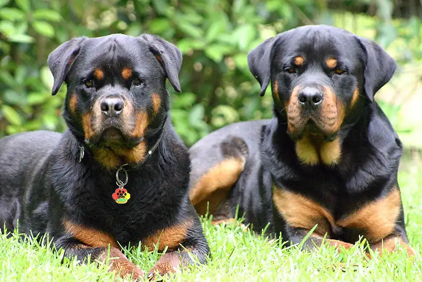 Two Rottweilers