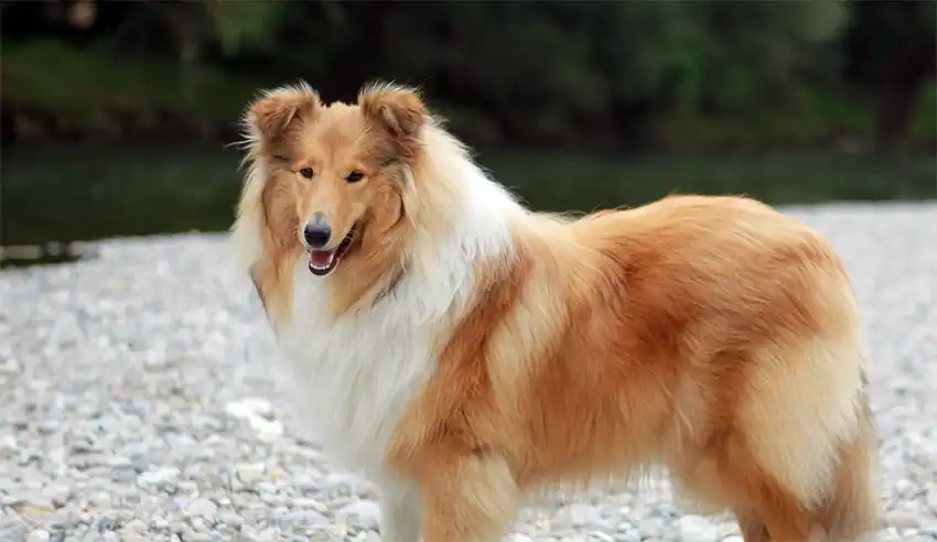 Rough Collie Dog