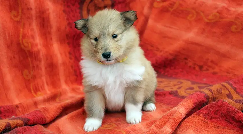 Rough Collie Puppy