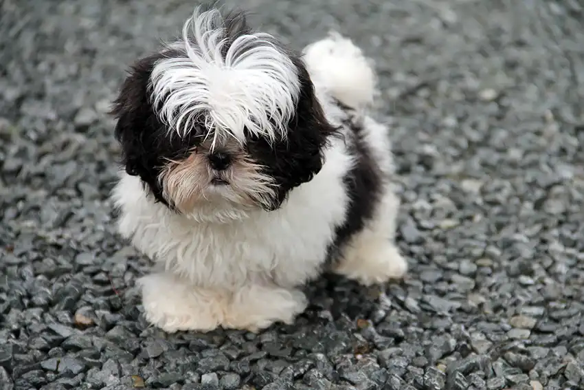 Shih Tzu Dog Training