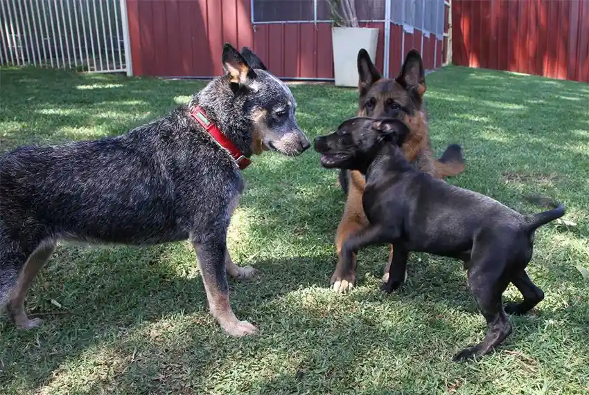 Puppy Socialisation