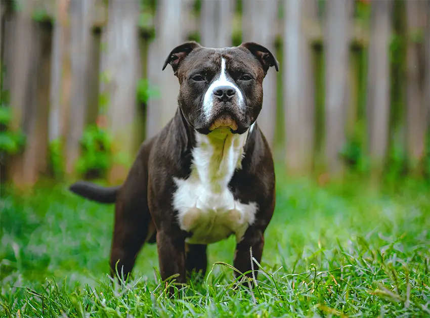 Staffordshire Bull Terrier