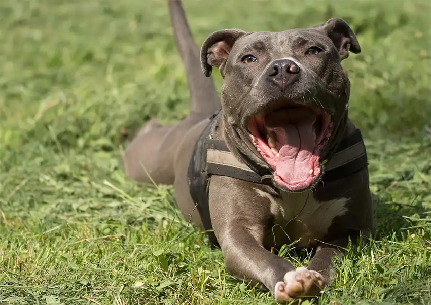 Staffordshire Bull Terrier Training