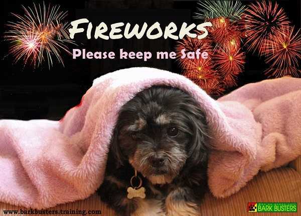 Fireworks and Dogs - How to Avoid Disaster?