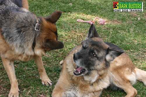 Fear Aggression In Dogs