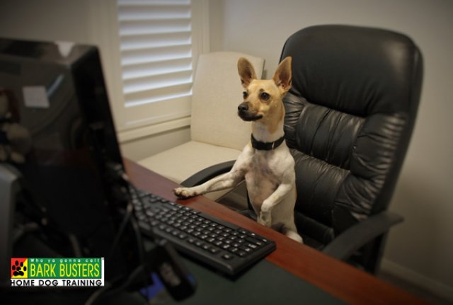 Tips For Working From Home with your Furry Friend