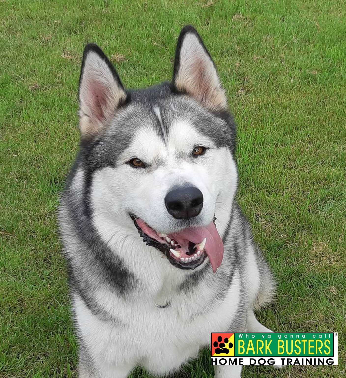 Bark Busters Breed of the Month - The Siberian Husky
