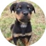breed of the month Rottweiler