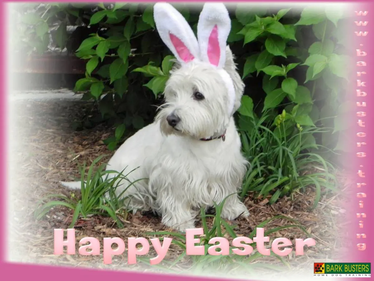 Easter Holidays: Keeping Your Dog Safe During the Festivities