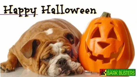 Halloween Safety Tips for Dog Owners