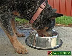 Is your Dog Food Aggressive?