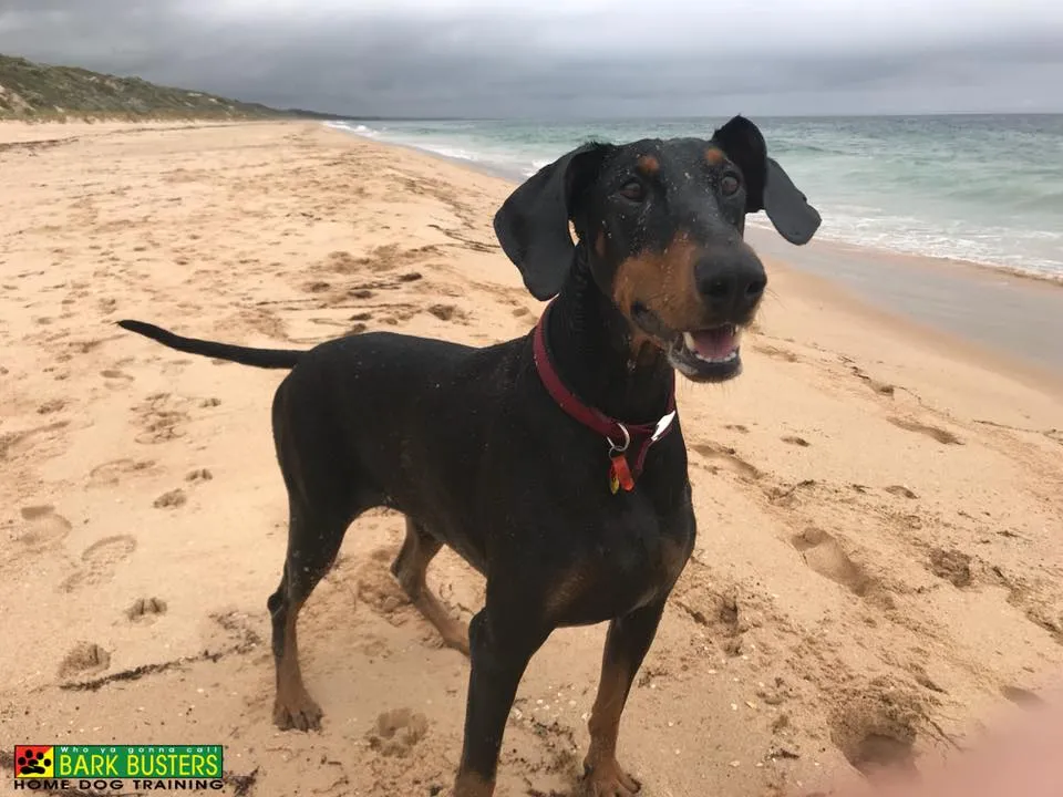 Keep Your Dog Safe This Summer: Bark Busters’ Essential Tips