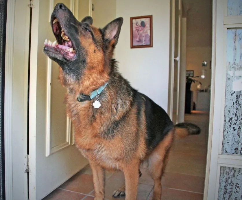 Why Is My Dog Barking So Much? Understanding Excessive Barking and How To Help