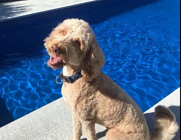 Helping Your Pup Overcome His Fear of Water