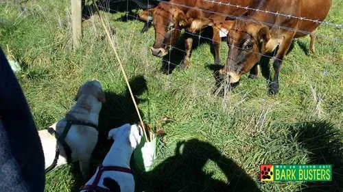 Does Your Dog Chase Livestock?