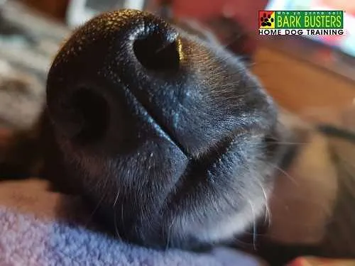 How Does A Dog's Nose Work?