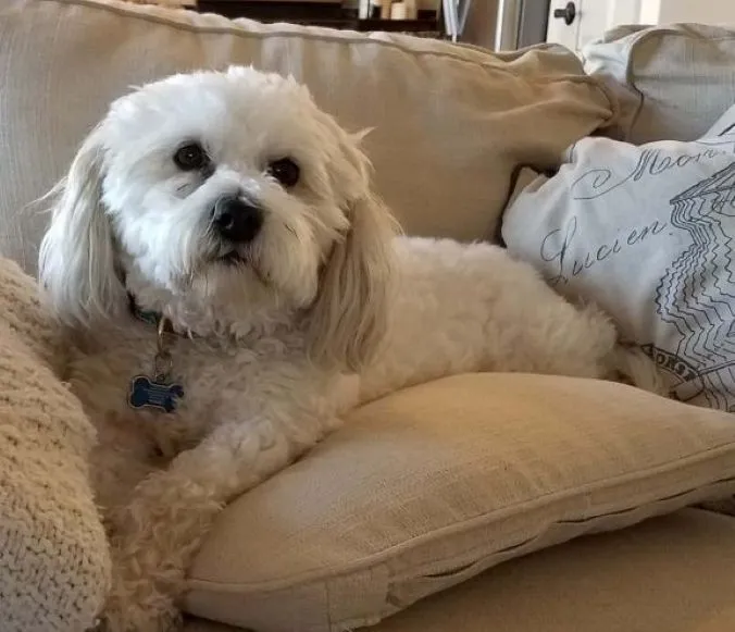 Back to School Guide: Helping Your Dog Adjust to the New Routine