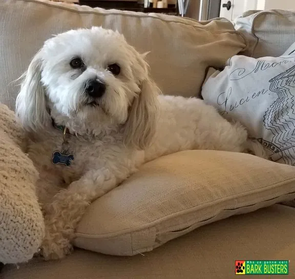 Back to School Guide: Helping Your Dog Adjust to the New Routine