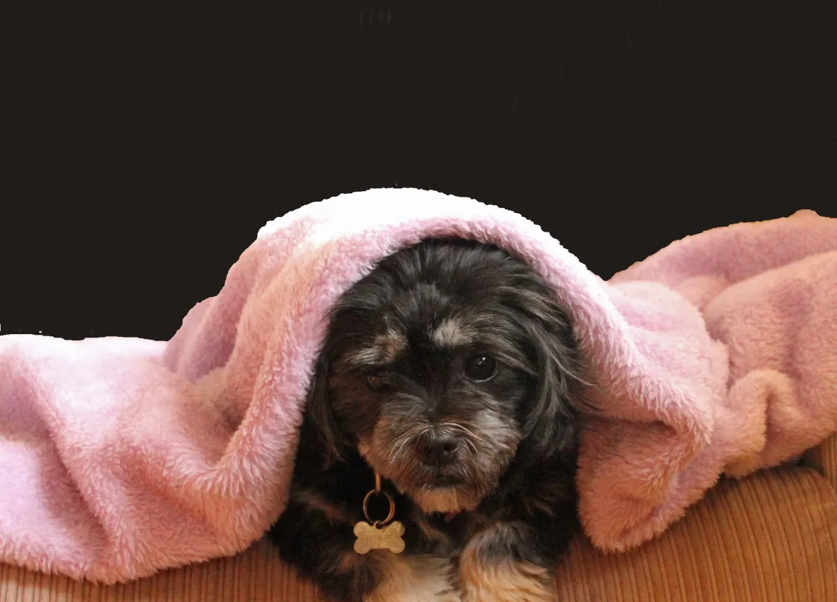 10 Ways to Help Your Dog Stay Calm During Storms