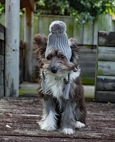 Winter Dog Care Tips:  Keep Your Dog Warm & Happy